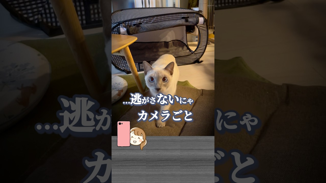 猫刑事ラクト、まさかの逮捕劇！？だるまさんがころんだでガチ検挙にゃ！【トンキニーズ】【Shorts】#猫ジャンプ #catshorts #猫のいる暮らし
