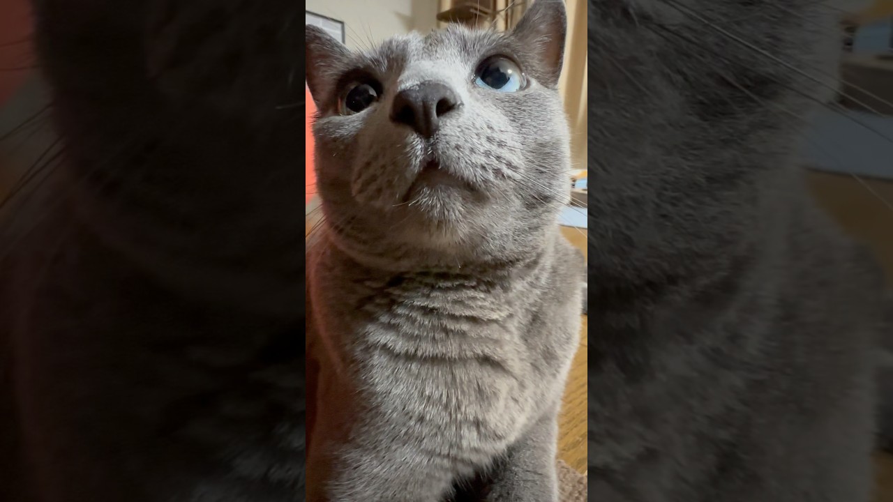 【ロシアンブルー】ただただまったりめろんです🥹【猫】#shorts