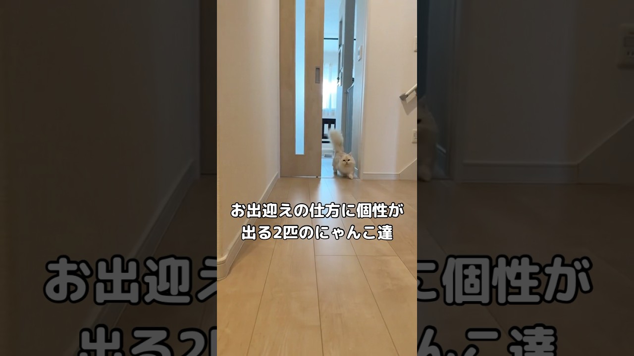 お出迎えの仕方に個性が出るにゃんこ達 #マンチカン #短足マンチカン #shorts