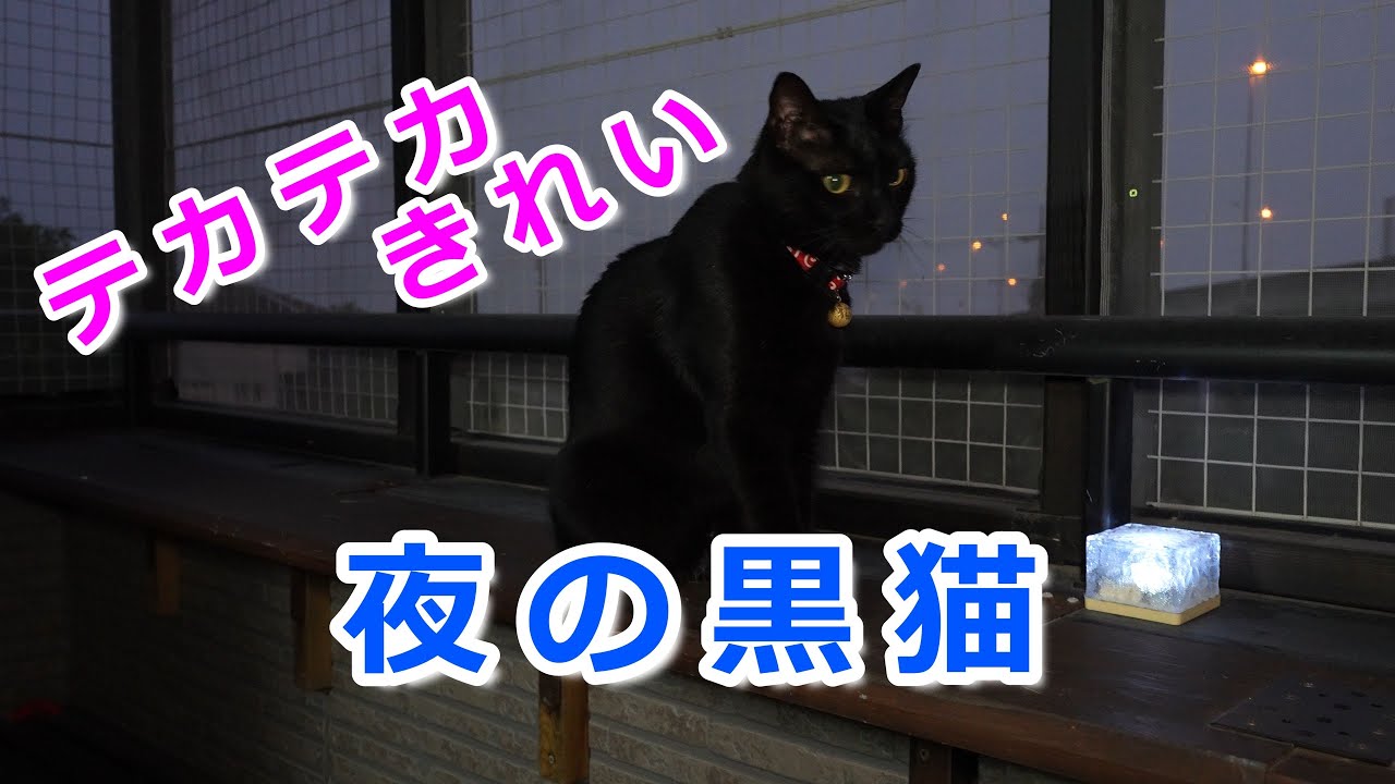 夜の黒猫にライトを当てて撮影するととてもきれいです。（最後におまけ映像もあります）