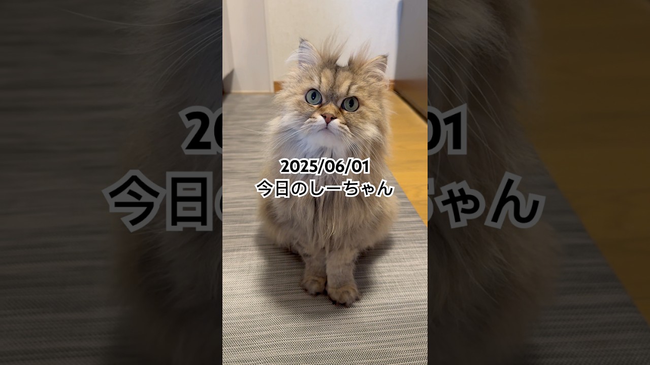 2025/06/01今日のしーちゃん #猫 #ペルシャ #シエル #cat #猫のいる暮らし