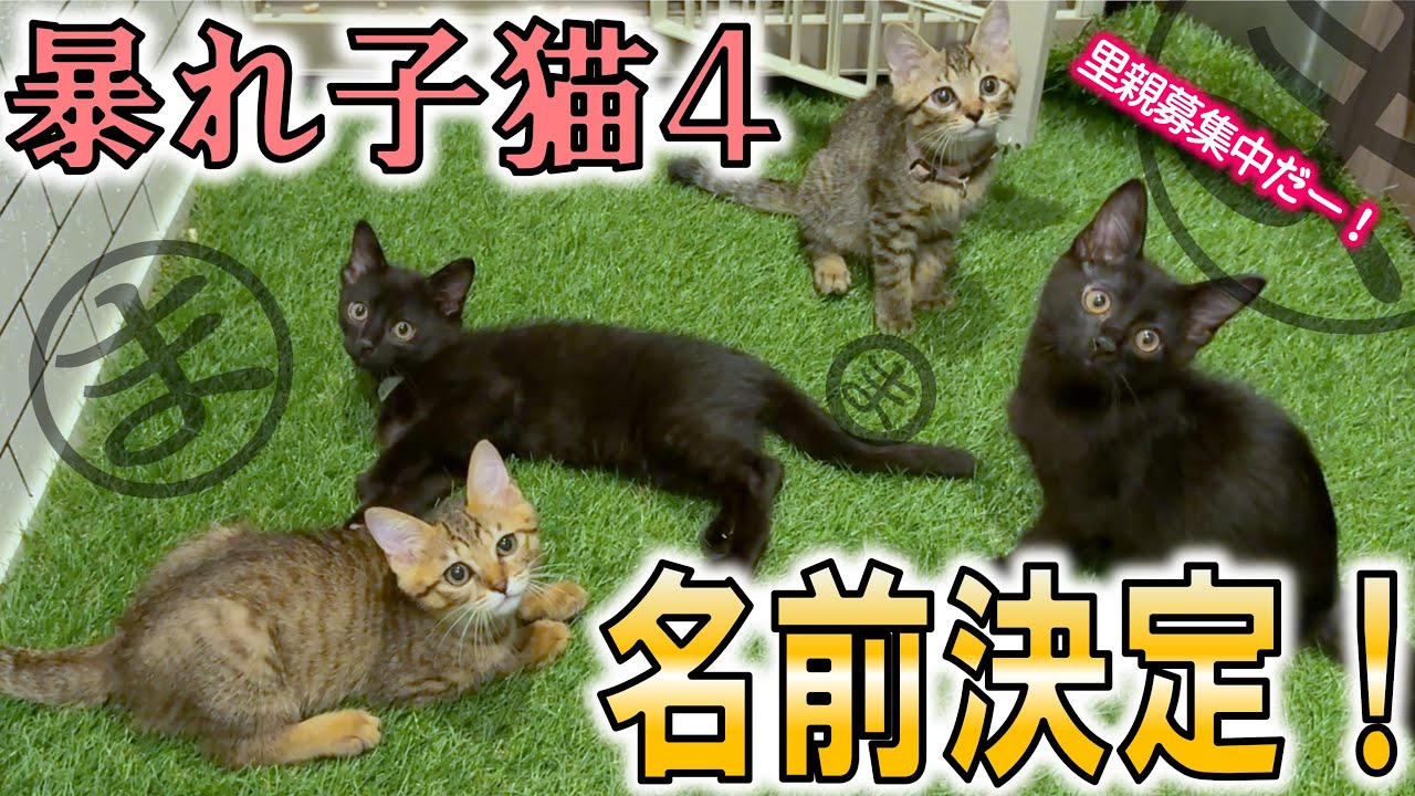 【超元気】新しい保護子猫の名前が決まりました！