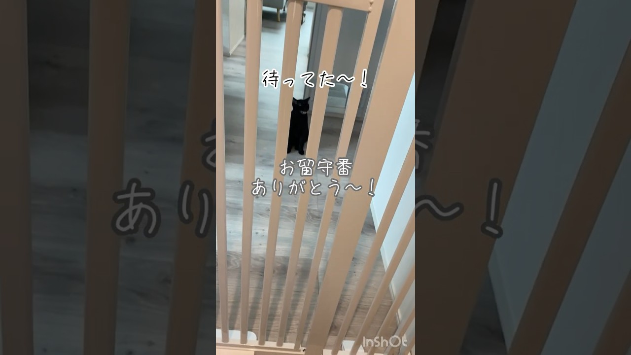 子猫のお出迎えが可愛すぎた　#黒猫 #ボンベイ #猫のいる暮らし #ねこのいる生活 #ねこ #cat #bombay #猫 #ネコ #ねこ動画 #cute