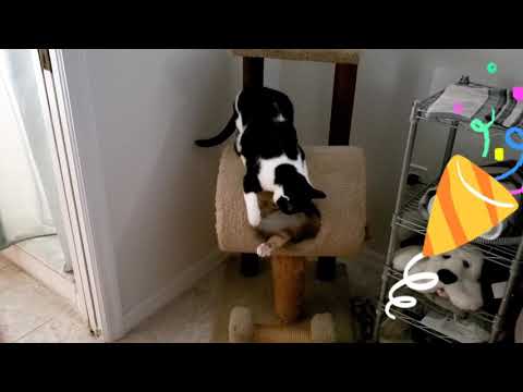 マンクス猫 チコちゃんとオレオ。Manx cat.