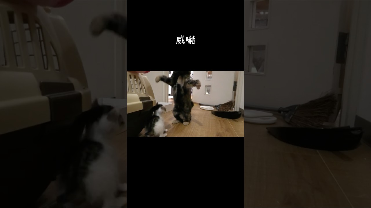 新入り子猫のことが気に入らない先住猫 #猫動画