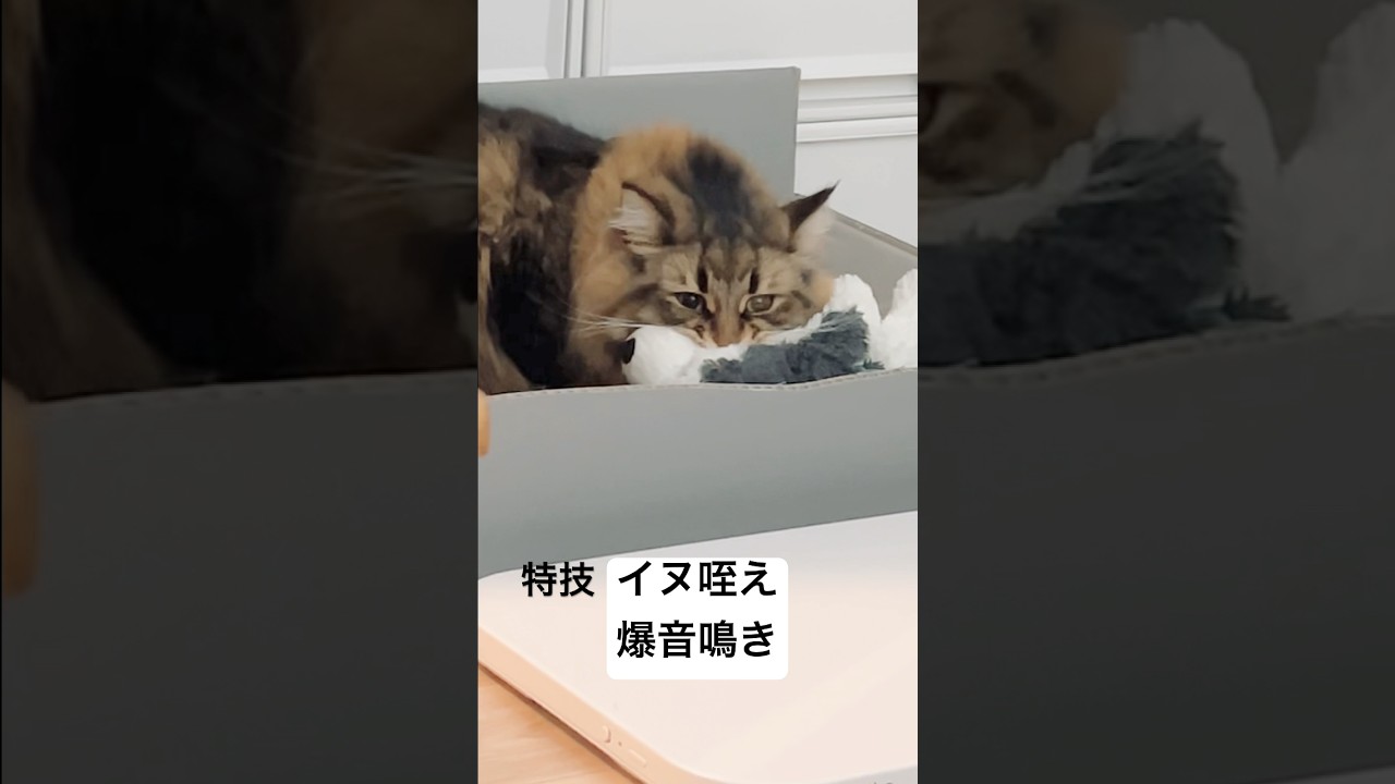 日課の腹話術 #サイベリアン #猫 #ぬいぐるみ
