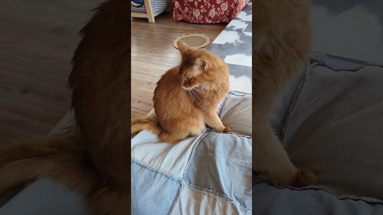 ソマリのケンちゃん　粗相をしないでね