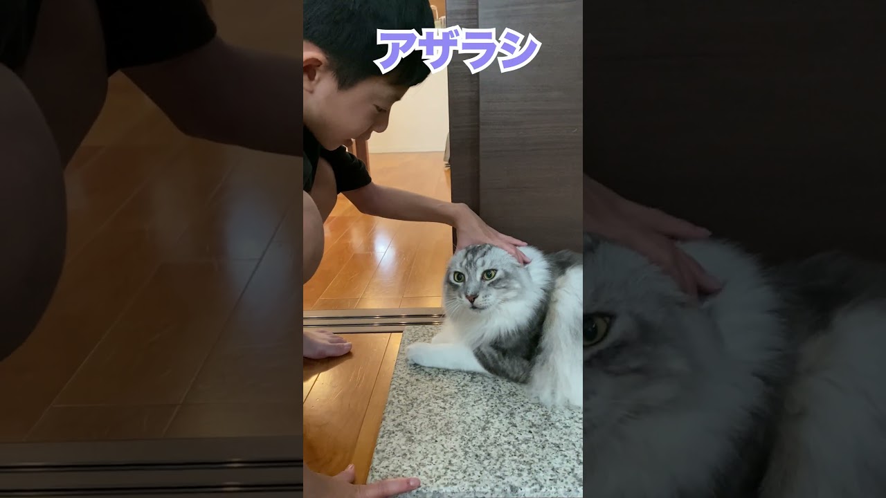 朝少年と会話をしながら学校へ送り出す大型猫 #メインクーン#shorts