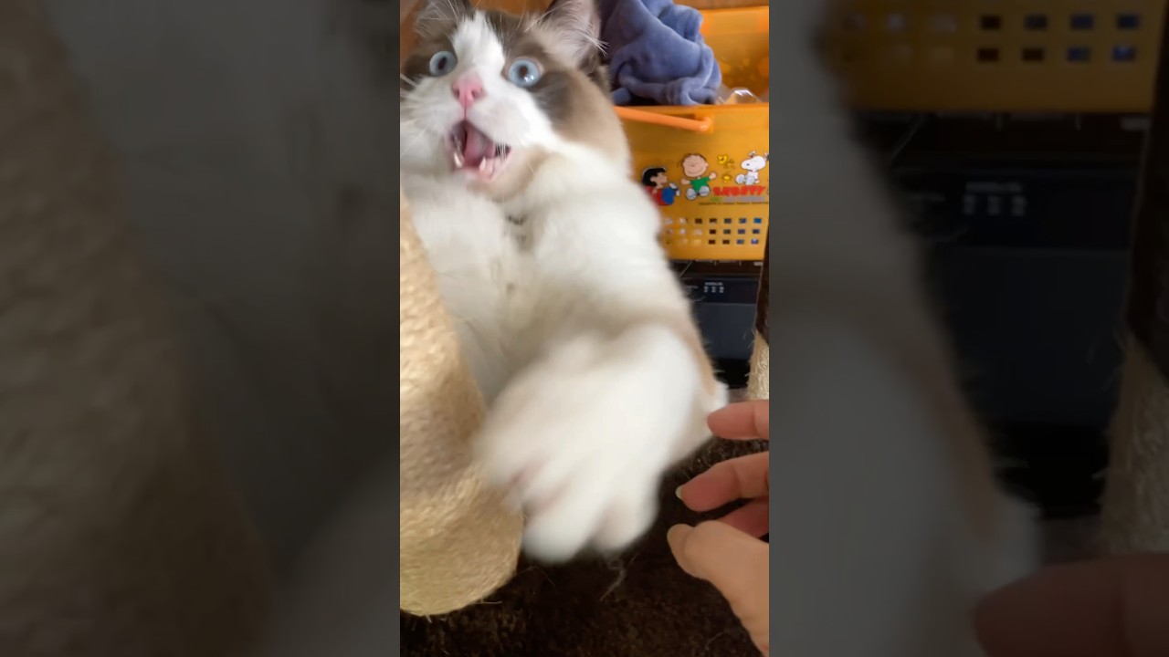 爪研ぎの練習💧　#猫  #cat  #ラグドール