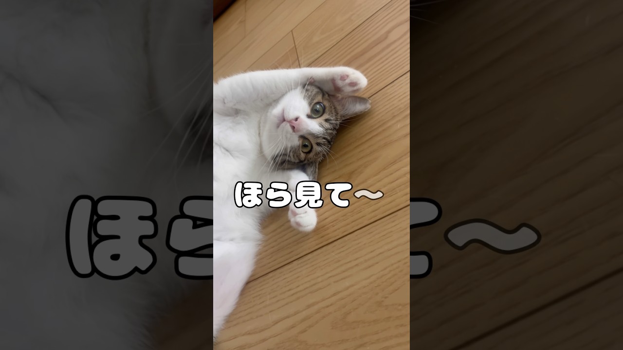 【保護猫】実はね…猫なの