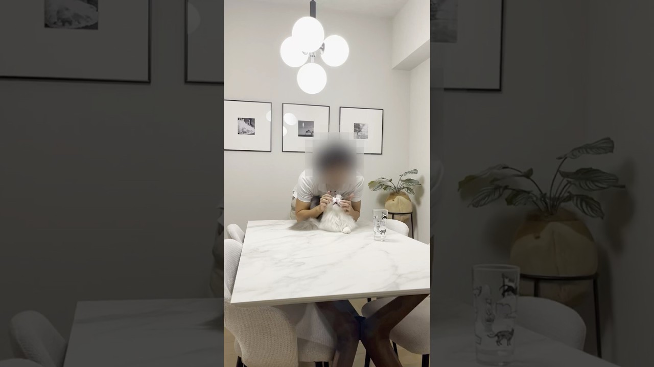 気持ち良くて開いた口がふさがらない猫【メインクーン】#shorts #大きい猫 #メインクーン