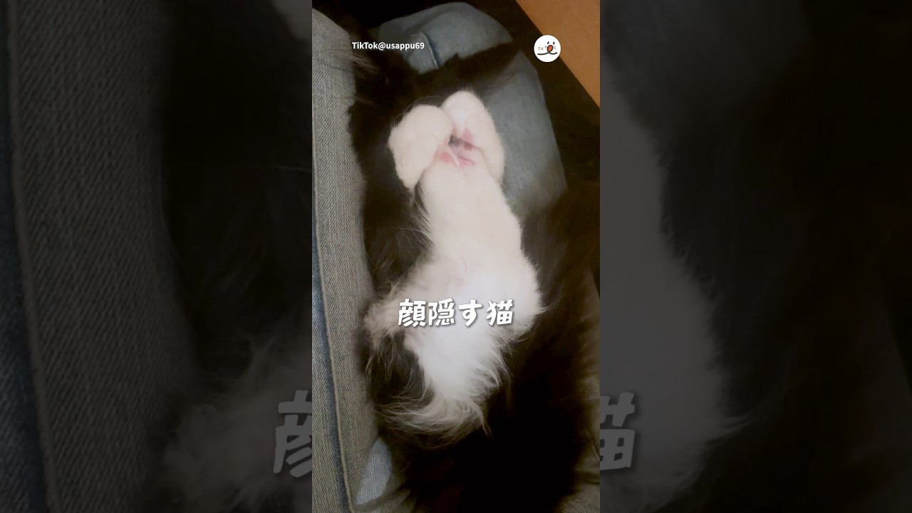 足で顔を隠す猫｜PECO