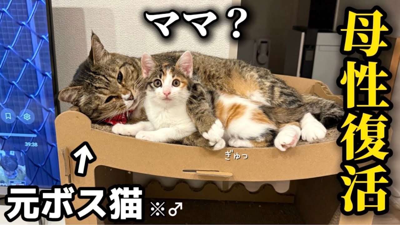 【母性復活】保護した子猫と初対面したら何故かまた母性が芽生えてしまった元ボス猫♂