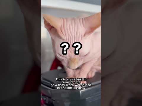 猫の古代の記憶を呼び覚ます...はずだったんだがwww #shorts