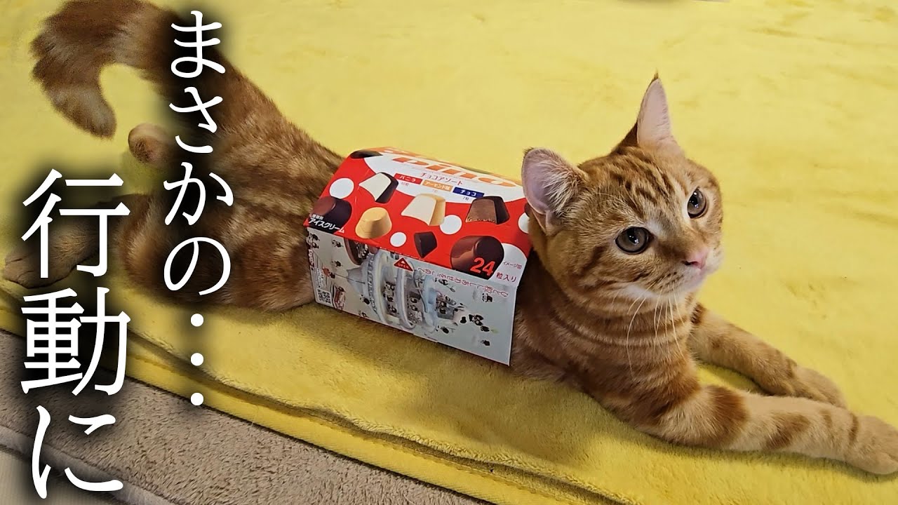 ハスキー犬の異変に子猫がこうなってまさかの...