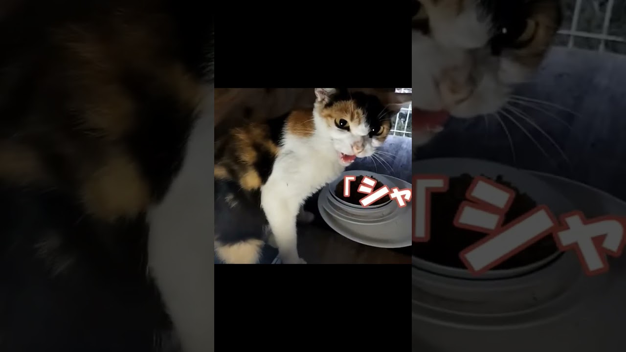 野良猫にご飯をあげたら「シャー」されました。😅いつもより多いんですけと…🤭