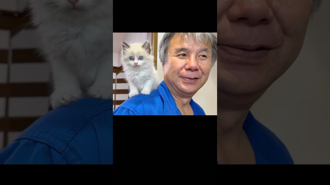 とーちゃんの唇を吸う子猫w        #保護子猫 #子猫 #捨て猫
