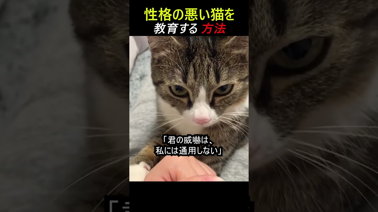 性格の悪い猫を教育する方法