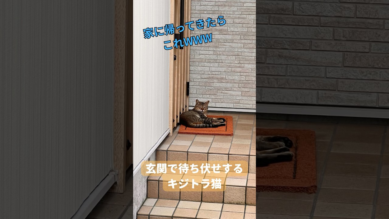 玄関で待ち伏せするキジトラ猫 #猫 #保護猫 #猫のいる暮らし