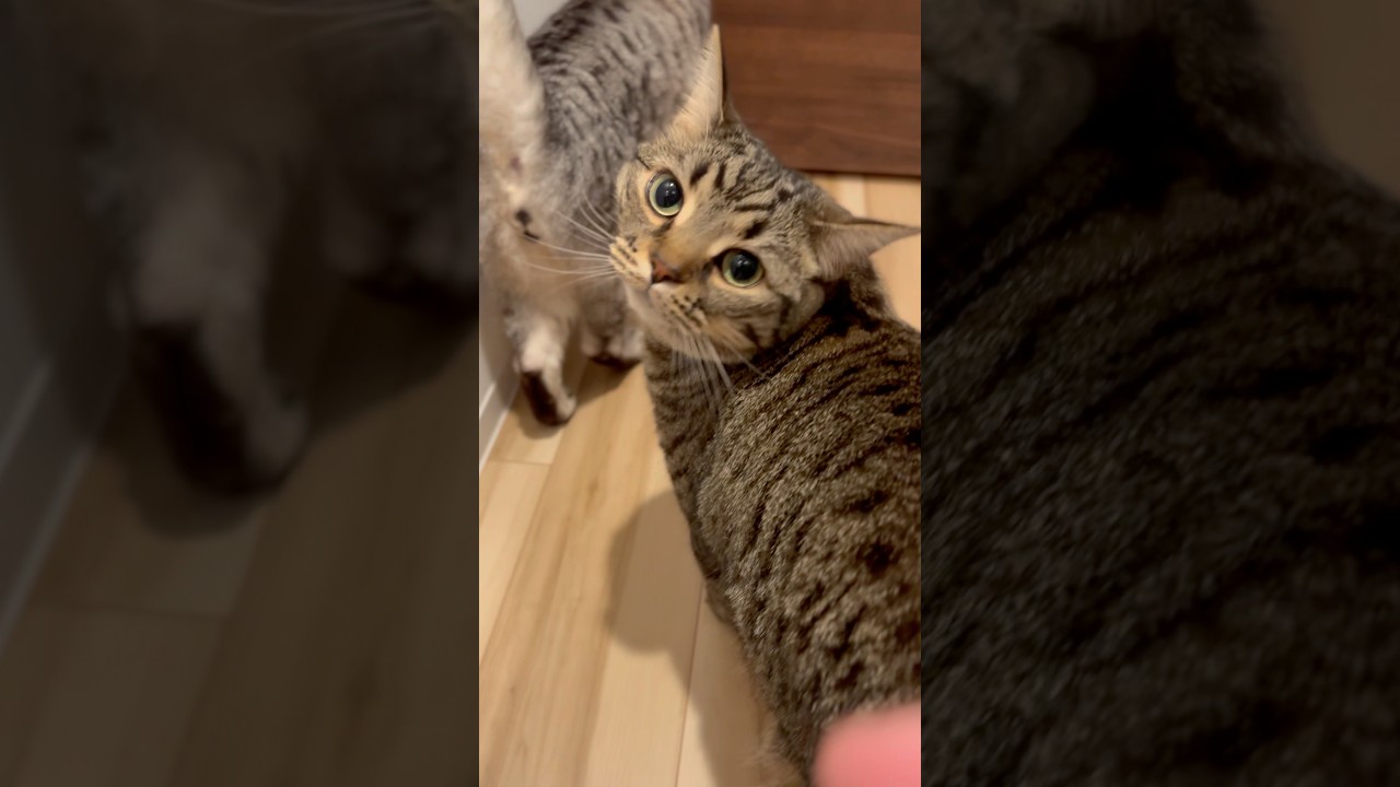大好きなパパ帰宅で猫たちが大喜び!? #shorts #猫 #cat