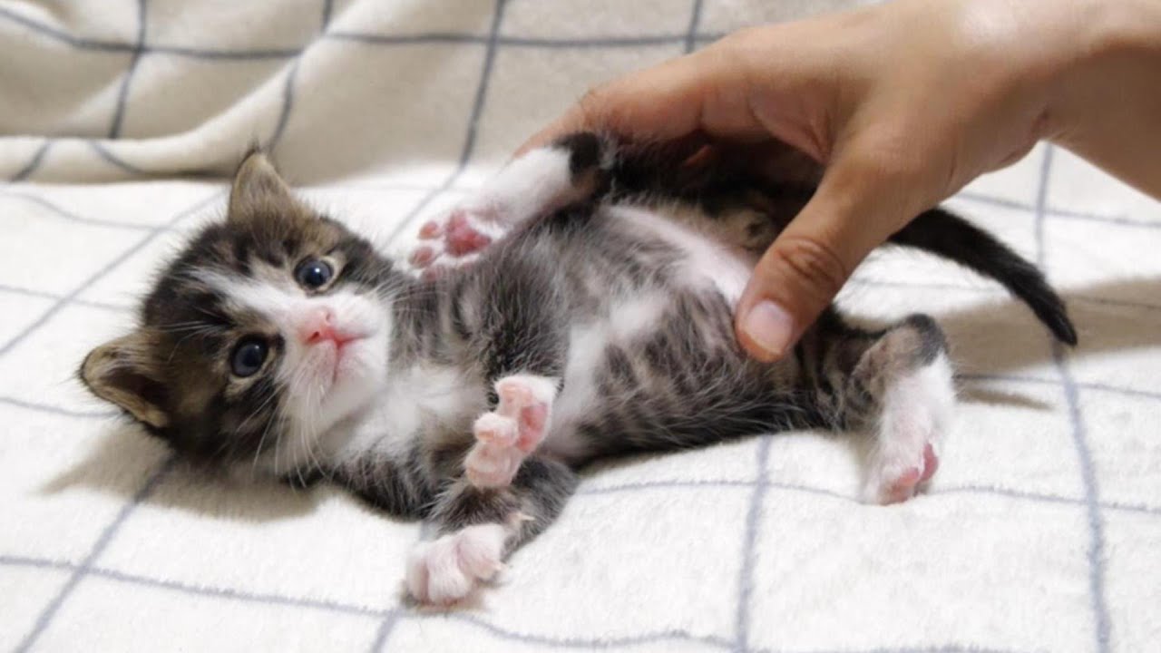 子猫のお腹をモミモミマッサージするとママにお礼のハグをする【赤ちゃん猫　保護猫】