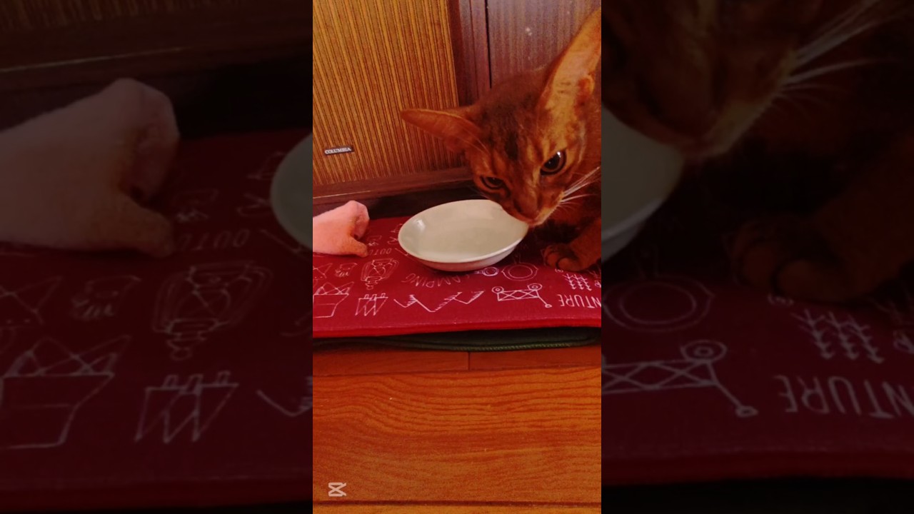 ❇️熱中症対策🐈🎶⸒⸒memories of 2025【abyssinian cat boy】　