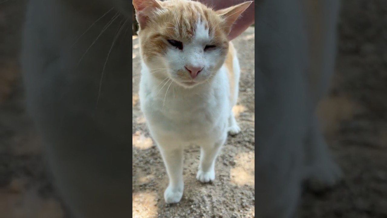 チャシー撫でてるのを見逃さず来た超甘えん坊猫ニャッハー #Shorts