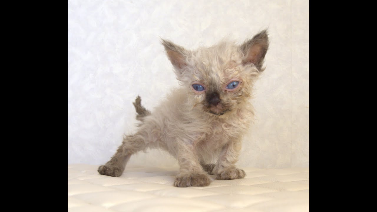 セルカークレックス子猫　Selkirk Rex　2025.5.28産まれ　シールポイント　巻き毛　女の子　シーダキャット猫のお店