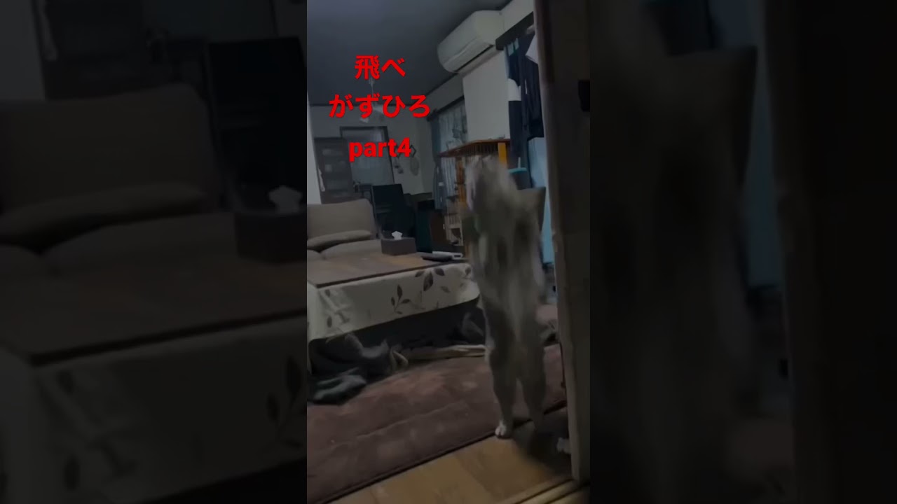 跳躍力が凄すぎるアメリカンカールpart4#shorts