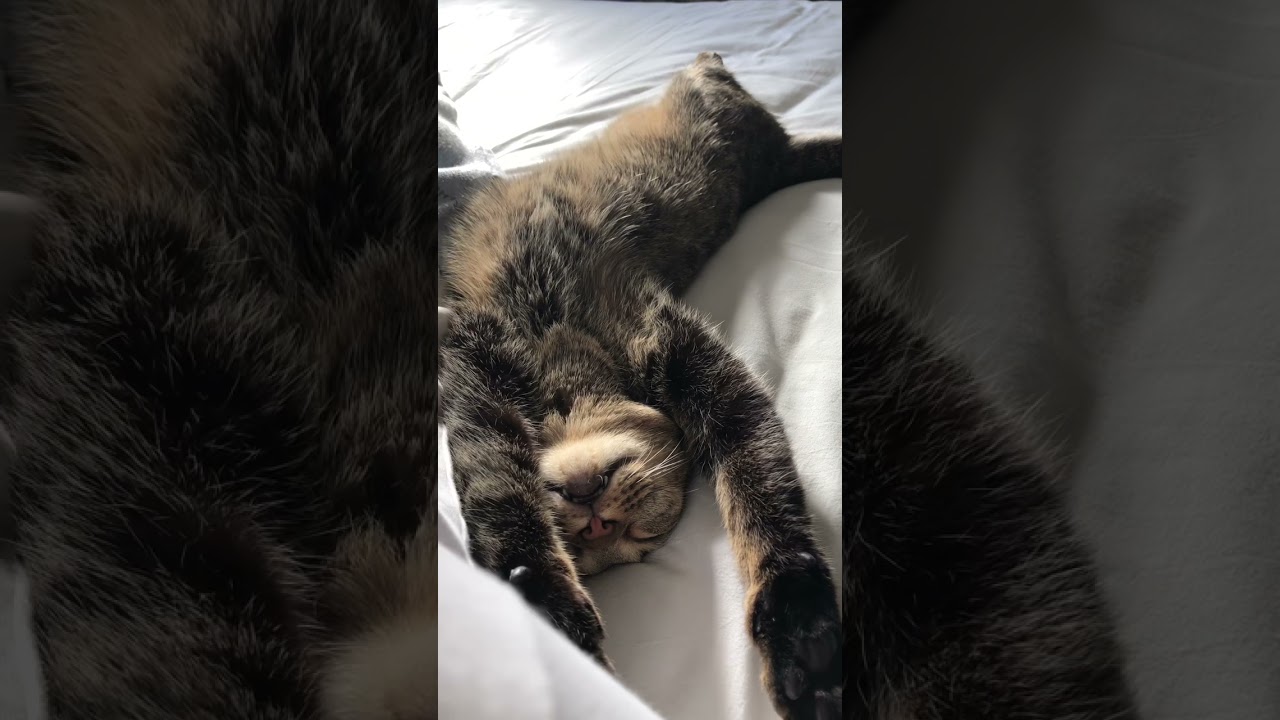 オシキャットと睦び月