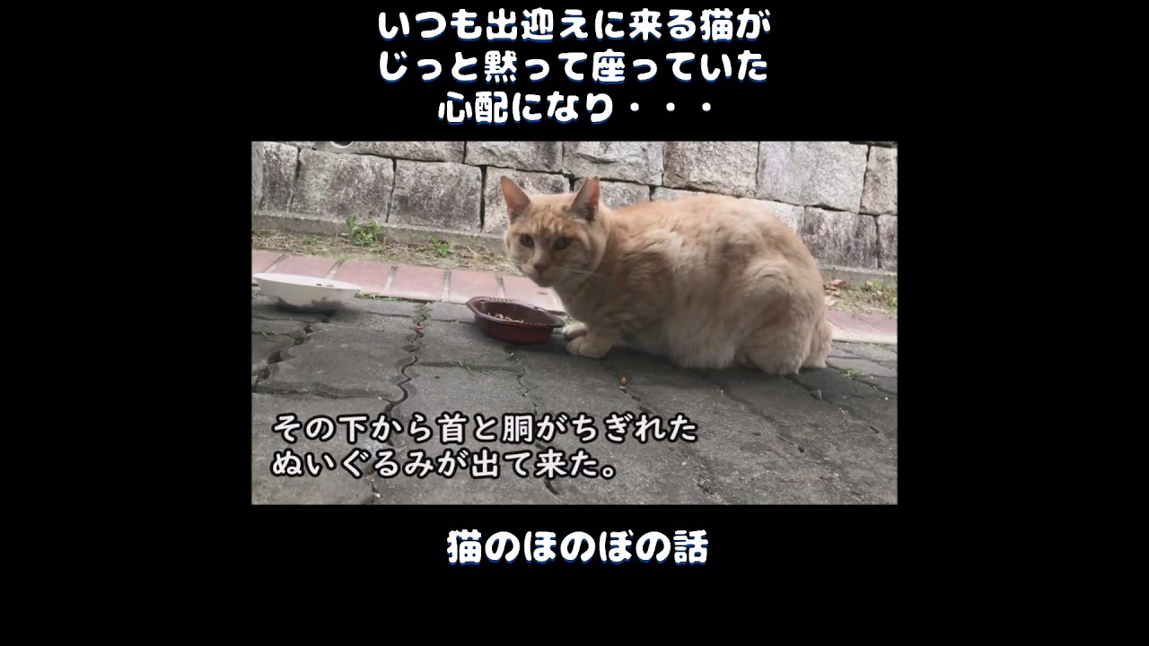 【猫のほのぼの話】いつも出迎えに来る猫が、じっと黙って座っていた。心配になり…＃ねこぬこにゃんこ #猫の話 #猫 ＃ほのぼの