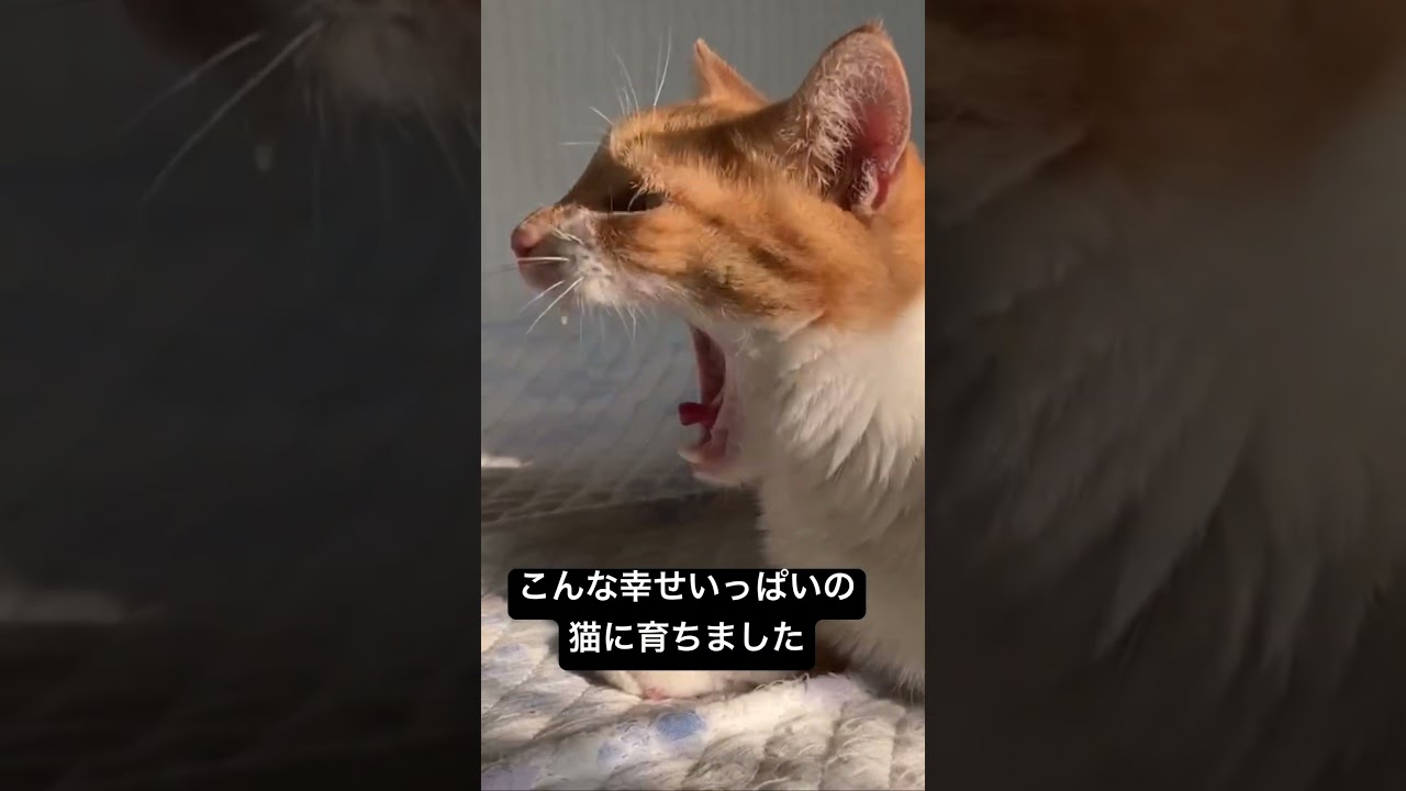お返事上手なお利口子猫、その約2年半後… #cat  #猫  #ねこ  #保護猫 #cute #猫のいる暮らし #子猫 #shorts  #こねこ
