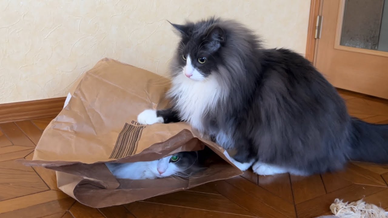 【ヤンチャ‼︎】悪い子は回収するぞ！！！元気な末っ子ターキッシュアンゴラwww