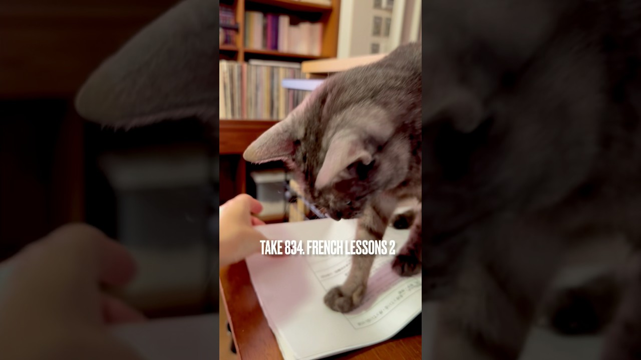 #フランス語レッスン 準備中 #お邪魔猫#egyptianmaucat #エジプシャンマウ #エジプシャンマウスモーク #エジプシャンマウの仲間たち #shorts