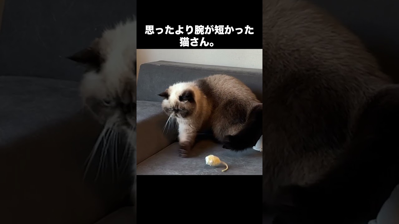 空振り連発。マンチカンじゃないけど腕が短いエキゾチックショートヘア。 #猫 #cat