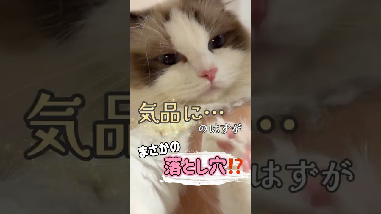 【猫あるある】気品100%の猫に、まさかの落とし穴💩#ラグドール #猫 #気品ある猫