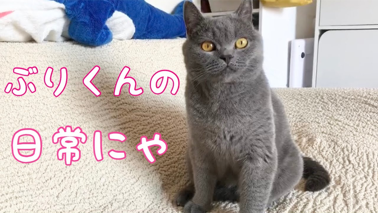 ブリティッシュショートヘアぶりくんの普段の日常が可愛いすぎる【Britishshorthair】