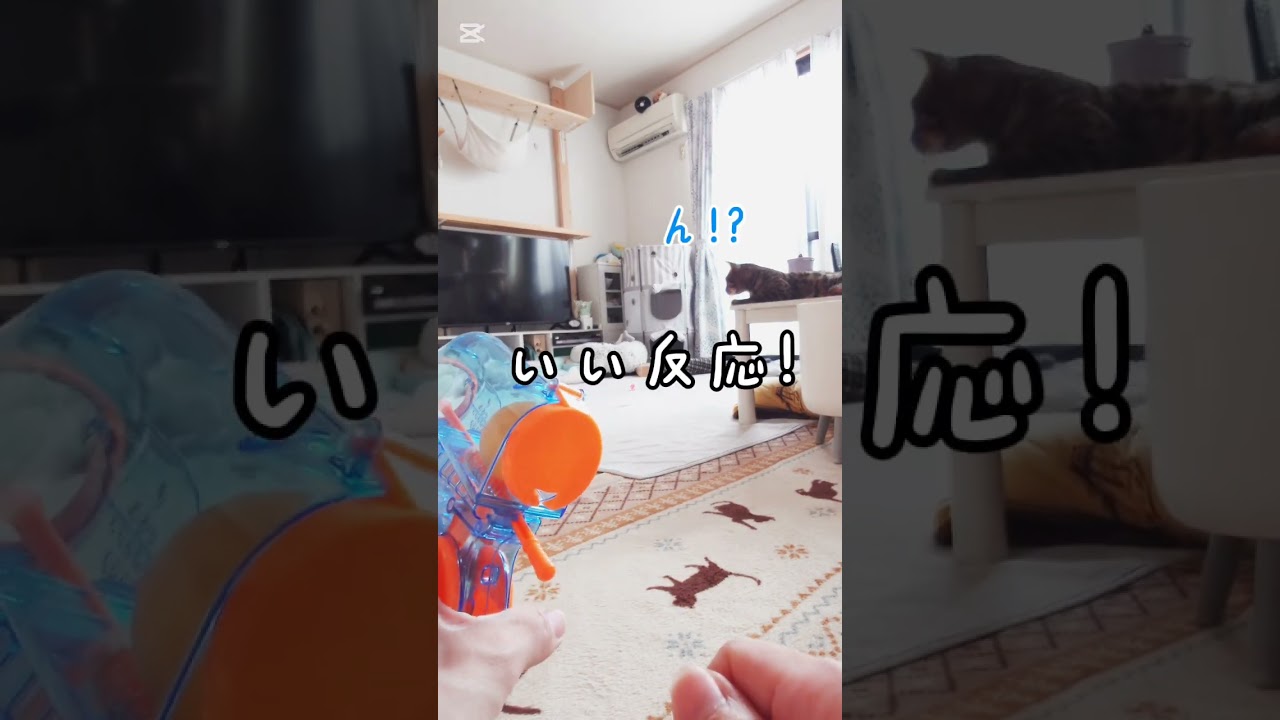 ﾊﾞｷｭｰﾝ💥🔫 #Seria  #猫 #猫動画 #猫のいる暮らし #ベンガル #cat #fyp #shorts #short