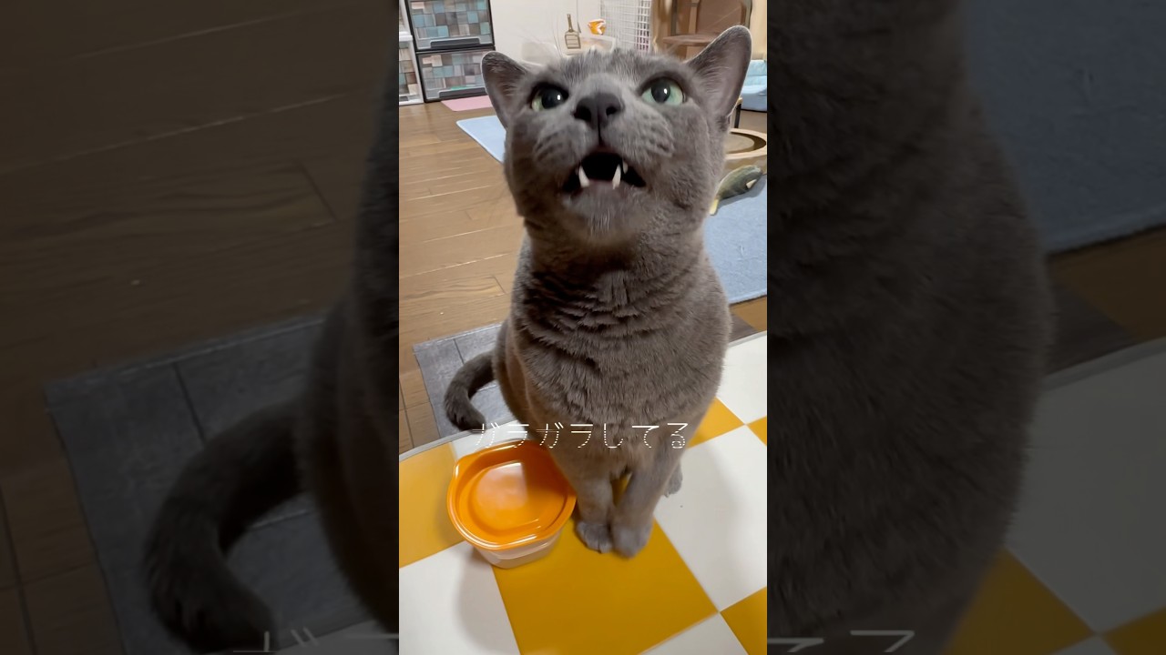 【ロシアンブルー】めろん声がガラガラしてる🫢エアコンのせいかな🤔【猫】#shorts