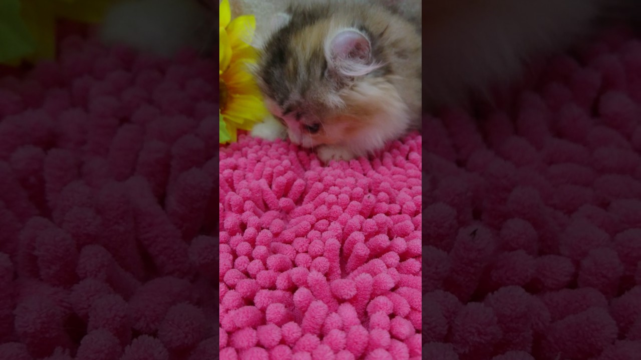 4/24アメリカンカール・♀