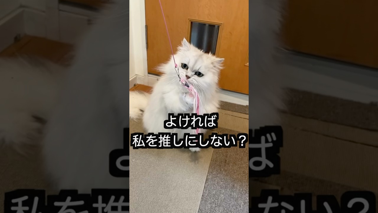 今推しがいないそこの君！#ペルシャ猫 #猫 #shorts #猫のいる生活 #もふもふ