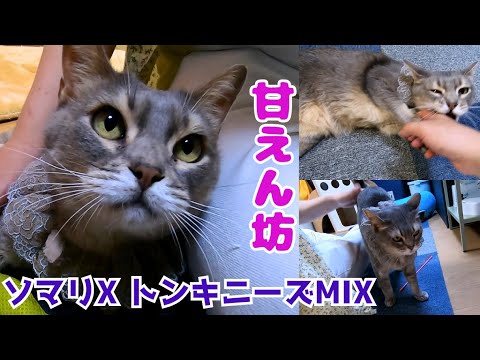 多頭飼育崩壊から来たソマリとトンキニーズのＭＩＸおしりトントンで甘えた後は甘噛み（保護猫カフェ猫の惑星にゃーくる）京橋駅