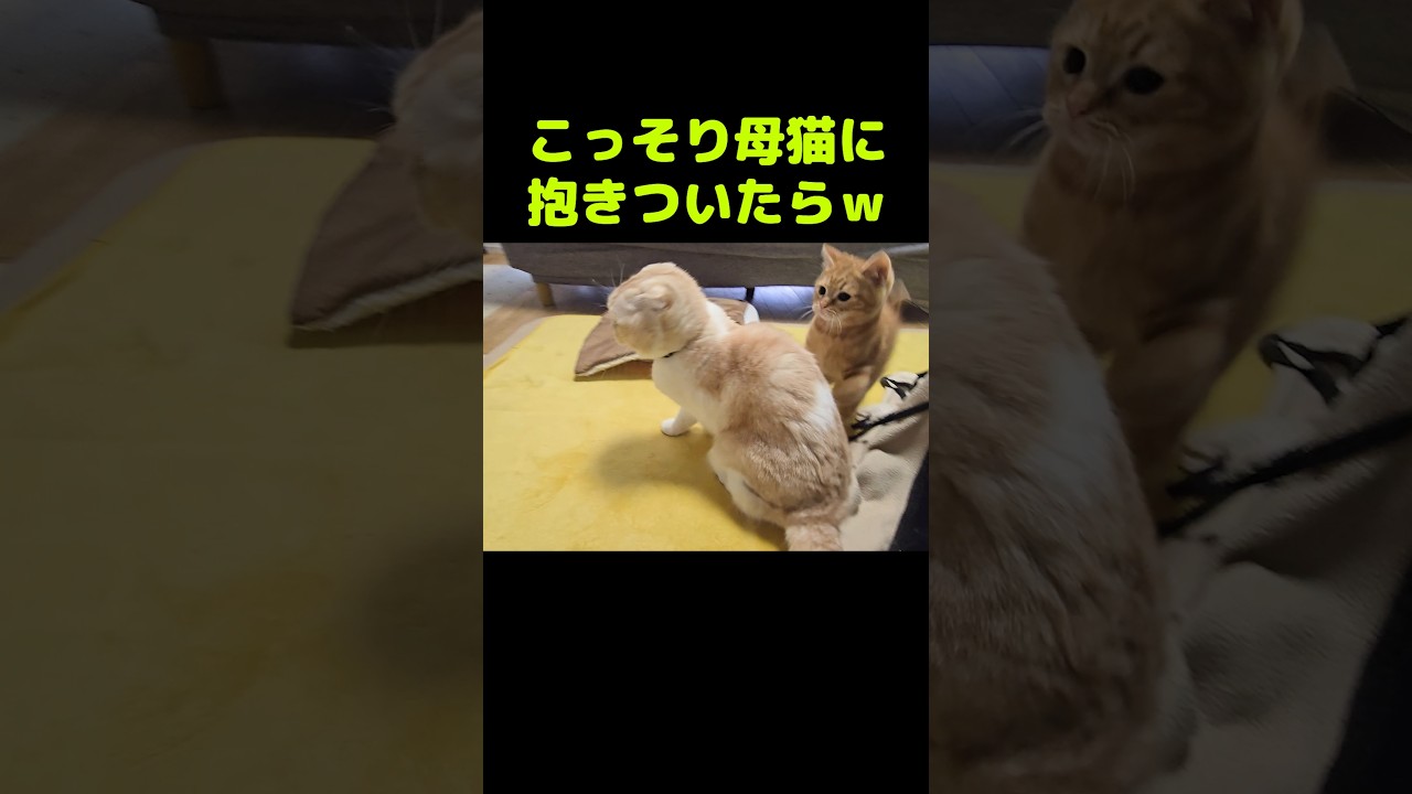 5秒後子猫が...笑#shorts