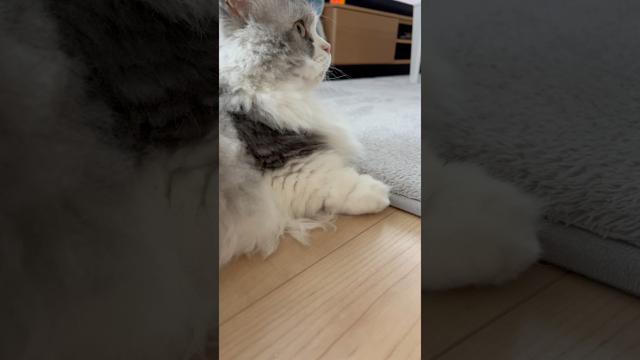 短足マンチカンの“短いお手手”の可愛さだけを集めてみました🐾 #ねこ #猫 #cat #マンチカン #短足マンチカン
