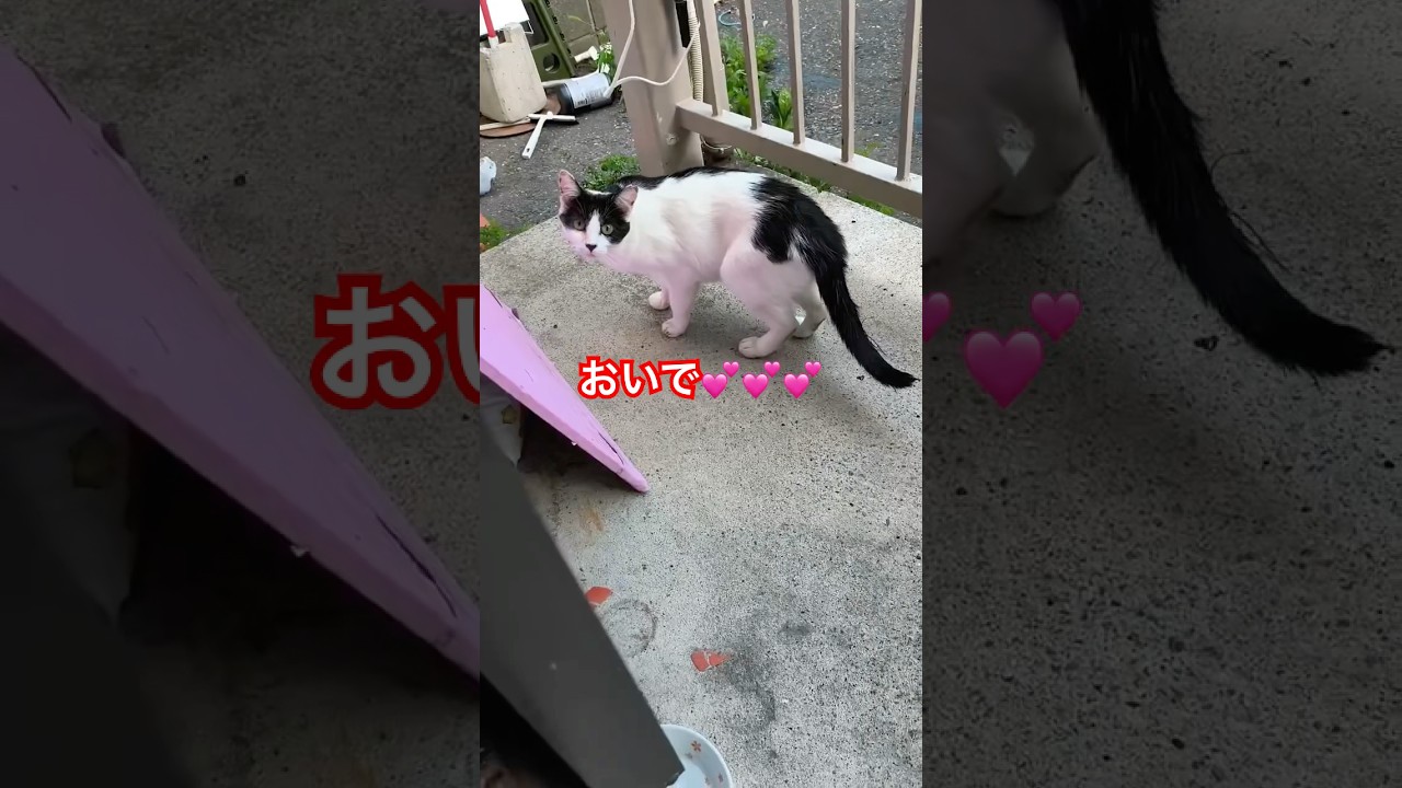 １ヶ月半ぶりの白黒ちゃん！！😸#ねこ#cat#japan#猫のいる暮らし #癒し#猫好きさんと繋がりたい#野良猫#猫好き#おもしろ#ごはん#白黒