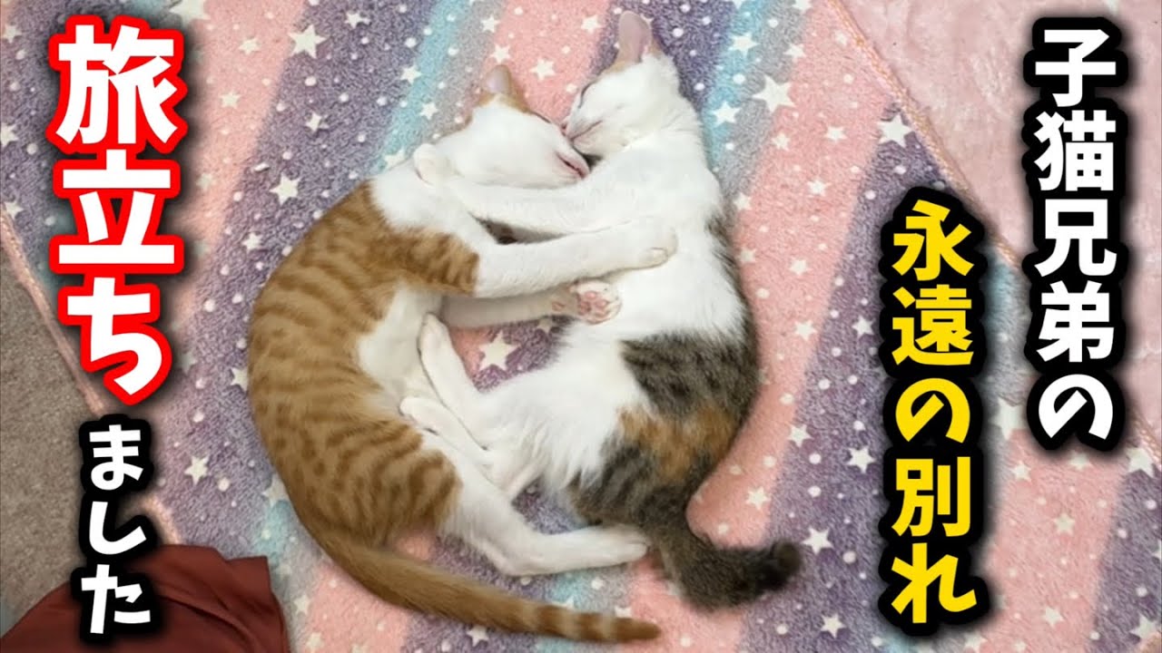 幸せを掴んだ子猫が兄弟と離れ旅立ちました