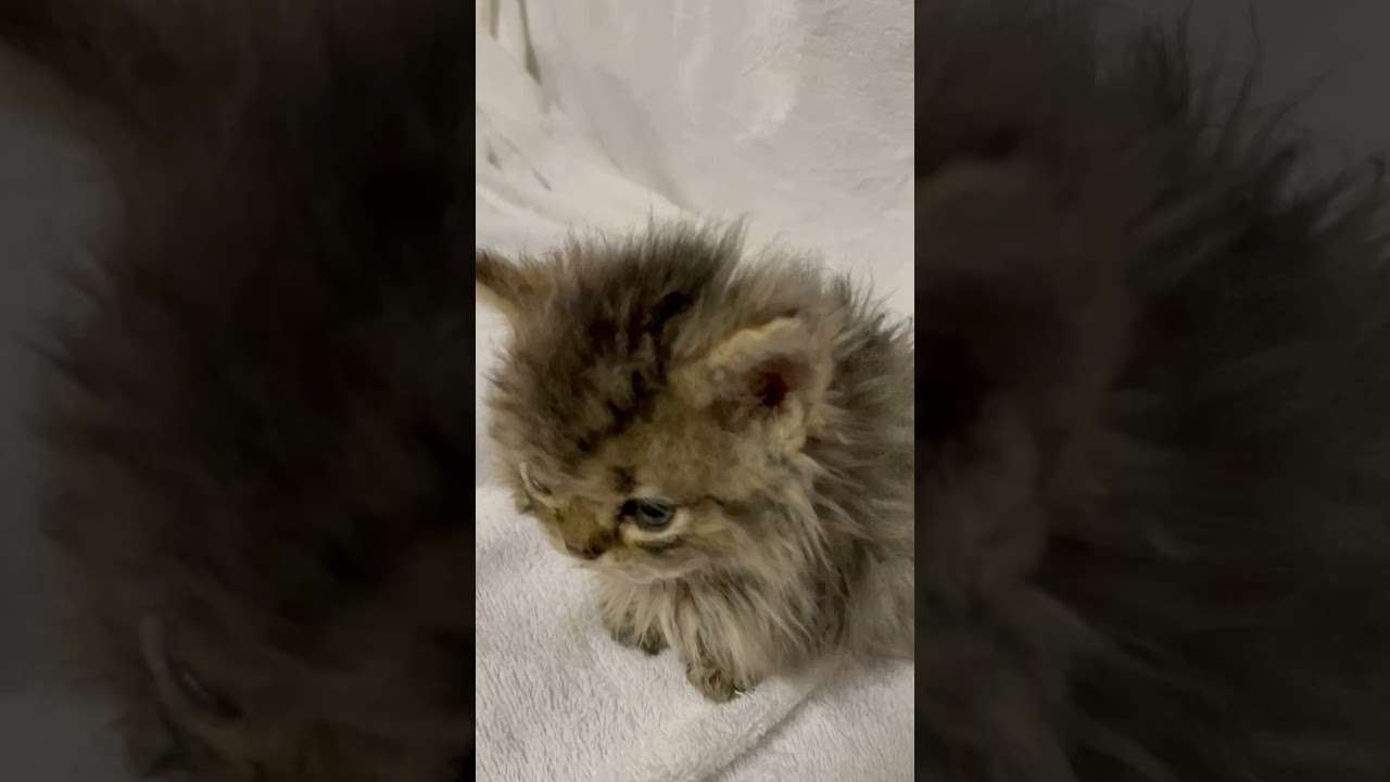 セルカークレックス 珍しい猫種セルカー君♪