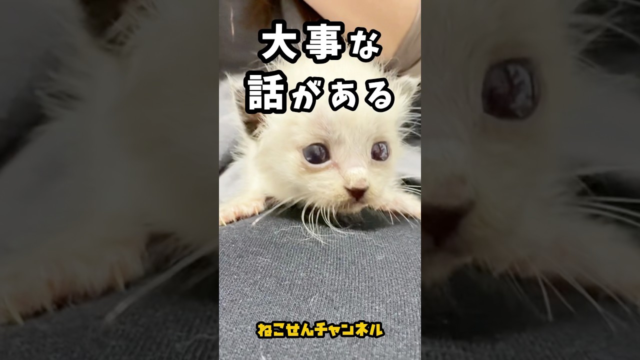 【大事な話がある猫】ガリガリから復活した子猫版 | ねこせん