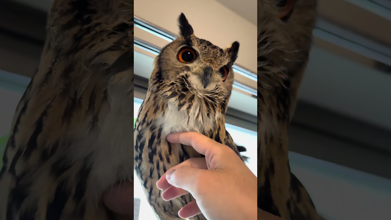 本日のふー Foo of the day 【ベンガルワシミミズク】 #owl #フクロウ #birds #animals #cute #wildlife #pets #cat #nature