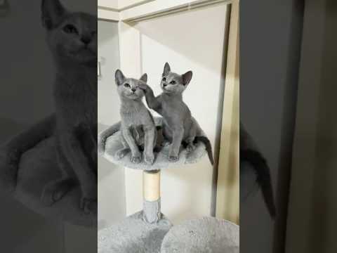 ロシアンブルージャパン🐾 Growing❤️#russianbluejapan #cat #gatos #kitten #neko #japan #champion #russia #bluecat